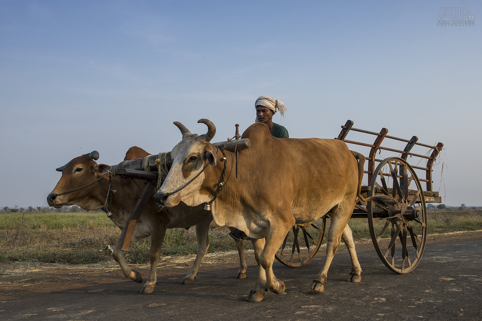 Tadoba - Ox wagon  Stefan Cruysberghs